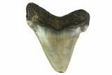 Juvenile Megalodon Tooth - North Carolina #147324-1